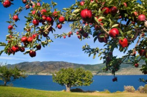 apples in paradise
