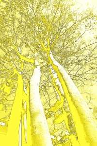 1 yellow tree