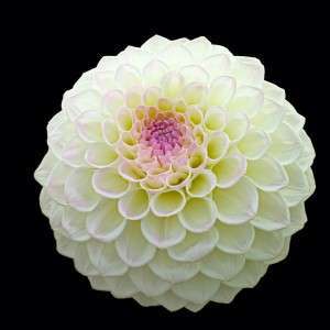 White pom pom dahlia bloom with purple centre, isolated on a black background