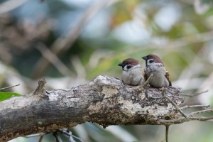 sparrow couple on the tree